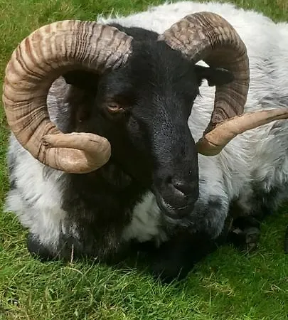 Eagle's Nest Connemara And 웨스트포트